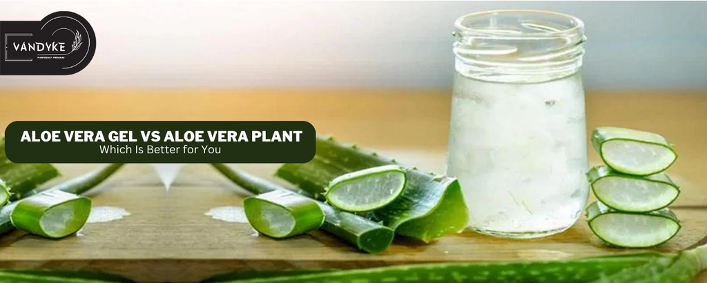 Aloe Vera Gel vs Aloe Vera Plant Which Is Better for You